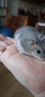 Křeček džungarský - 4