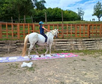 Prodám connemara hřebce - 4