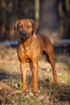 Rhodéský ridgeback - chlapečci k rezervaci 💙 - 4