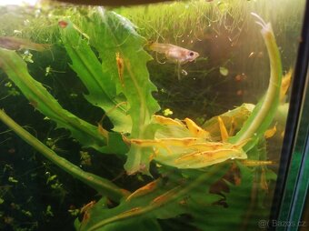 Neocaridina Davidi ( - 4