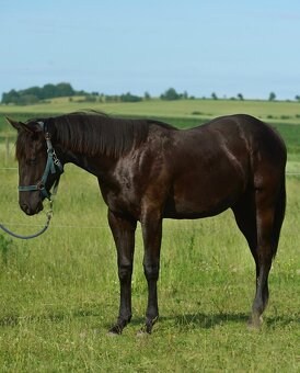 Nabízím valacha paint horse APH, - 4
