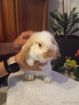 Zakrslý králíček 🐰 - 4