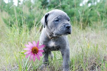 CANE CORSO - 4