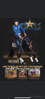 Qh na prodej od hribete po show reining - 4