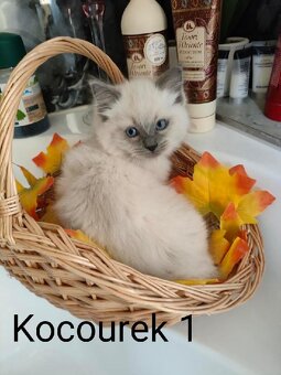 Ragdoll koťátka bez PP - 4