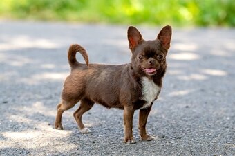 Čivava štěňata s PP FCI - 4