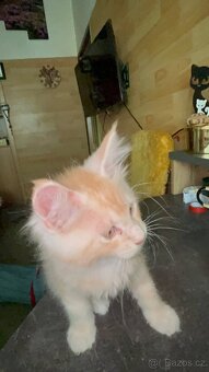 Mainská mývalí - 4