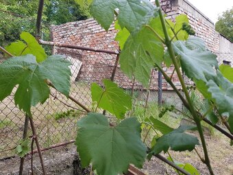 Sazenice vína bez kontejneru / ORLOVÁ - 4