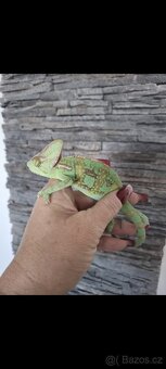 chameleon jemenský - 4
