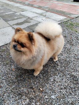 Nabízím ke krytí pomeranian - 4