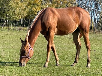 Paint horse - 4