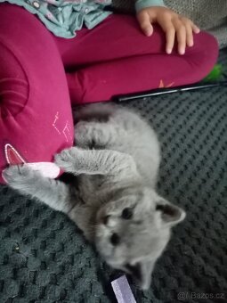 Bratrská modrá kotata - 4