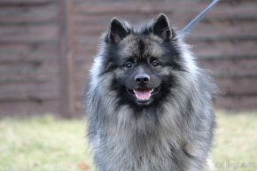 Vlčí špic/keeshond s PP ke krytí - 4