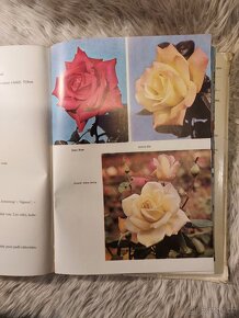 Růže - 4