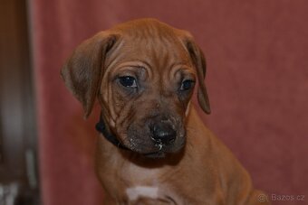 Rhodesian Ridgeback - vymazlená štěňátka s PP - 4