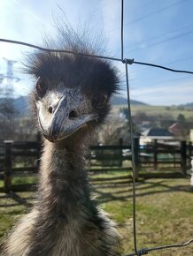 mláďatá emu hnedy - 4