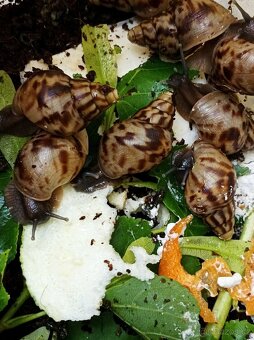 Africký šnek - Lissachatina reticulata - 4