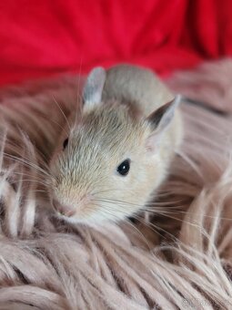 Osmák degu s PP – mláďátka - 4