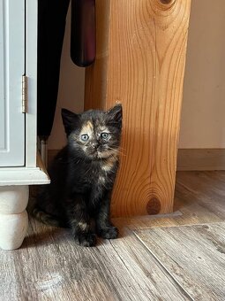 Daruji koťátka - 4