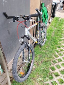 Kellys Salamander - 4