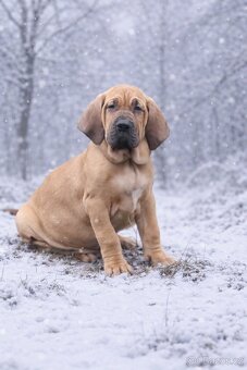 Brazilská fila s PP - 4