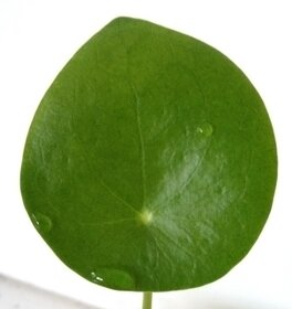 Pilea - pokojová rostlina - 4