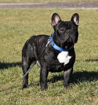 Francouzsky buldoček s PP/French bulldog - 4