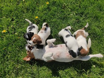 Štěňata Jack Russell terier s PP - 4