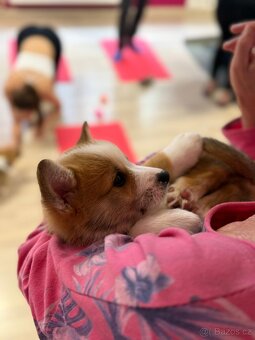 WELSH CORGI PEMBROKE S PP - pejsci - 4