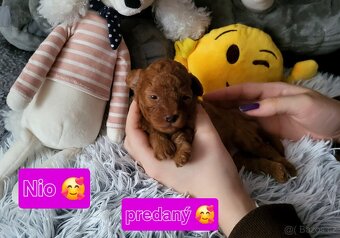 Pudl toy mini Red ❣️ - 4