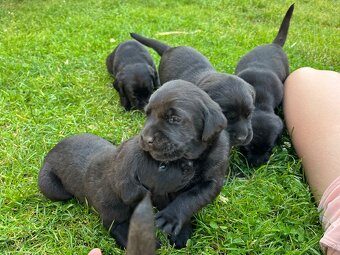 Labradorský retrívr - 4