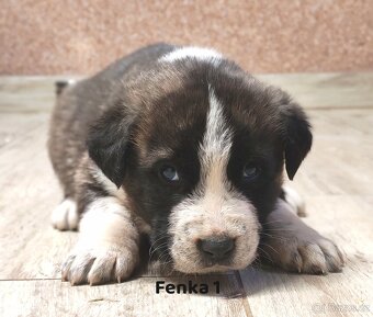 středoasijský pastevecký pes - 4