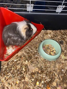 morče + klec pro něj - 4