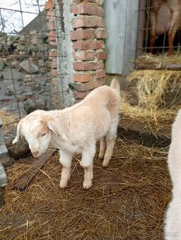 Kozel Anglonubijský - kůzle - 4