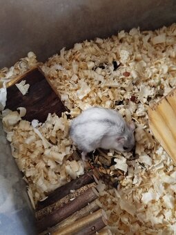 Křeček džungarský - 4