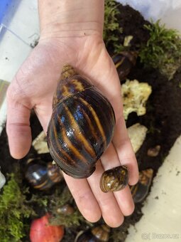 Africký šnek 🐌 - 4