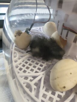 Ayam cemani líhnutí kuřátek - 4