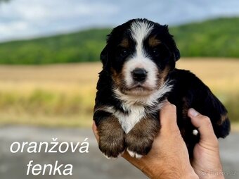 Bernský salašnický pes - štěňátka s PP - 4