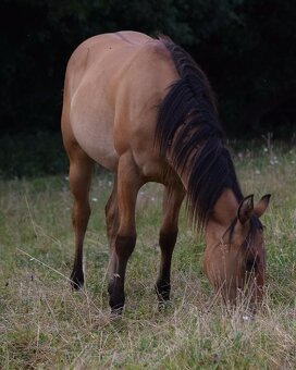 Atraktivní roční DUN kobylka American Quarter Horse - 4