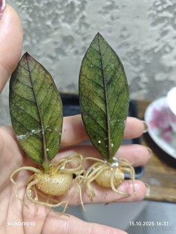 Zamioculcas Black raven 3+1 zdarma - 4