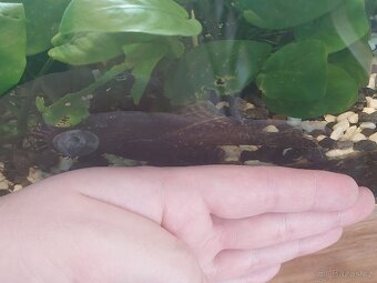 Akvárium s technikou - 4