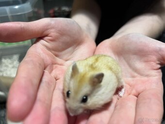 Prodám malé křečky - 4