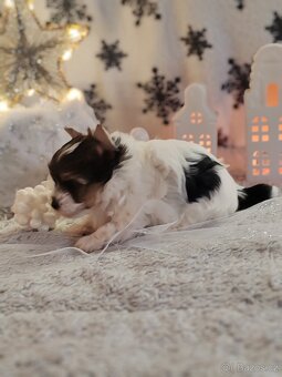 Jorkšírský teriér s PP biewer - 4