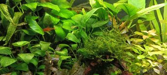 Akvarijní rostliny - 4