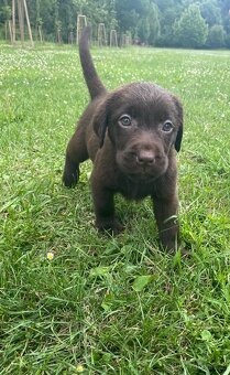 Labradorský retriever čokoláda - štěňátka s Průkazem Původu - 4