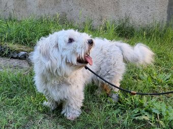 FILÍPEK K ADOPCI - 2 roky, x-maltéz - 4