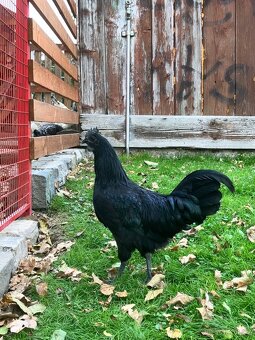 Prodám 17týdenní kohouty Ayam Cemani - 4