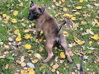 Belgicky ovcak malinois - 4