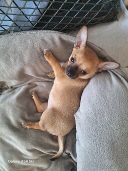 Čivava krátkosrstá - 4