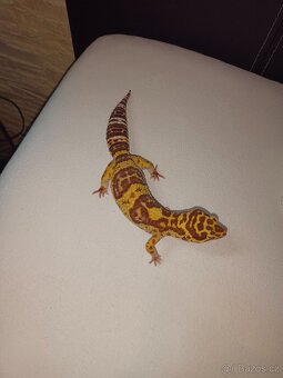 Gekončík Noční - 4